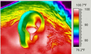 Arcfelismerés a biometriában