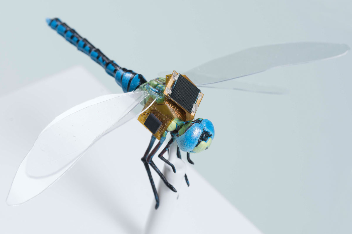 Hátamon a zsákom… A szitakötő hátizsákja a valódi rovart optogenetikailag vezérelt drónná alakítja Forrás: http://www.draper.com/news/equipping-insects-special-service